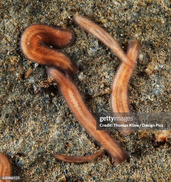 Planaria And Its Role In Soil Or Aquatic Ecosystems