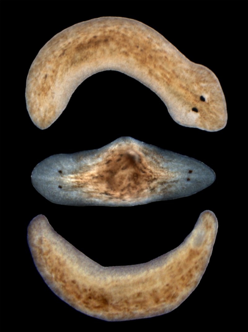 Planaria In Captivity: Can They Be Studied Or Farmed?