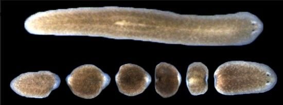 Planaria Reproduction: Mating, Eggs, And Larvae Facts