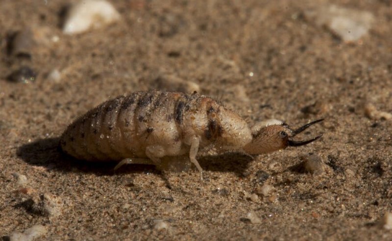 Predators And Environmental Threats To Ant Lion Larvae Populations