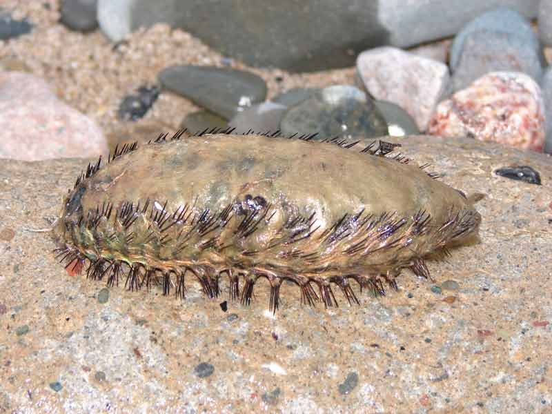 Predators And Environmental Threats To Aphrodite Aculeata Populations