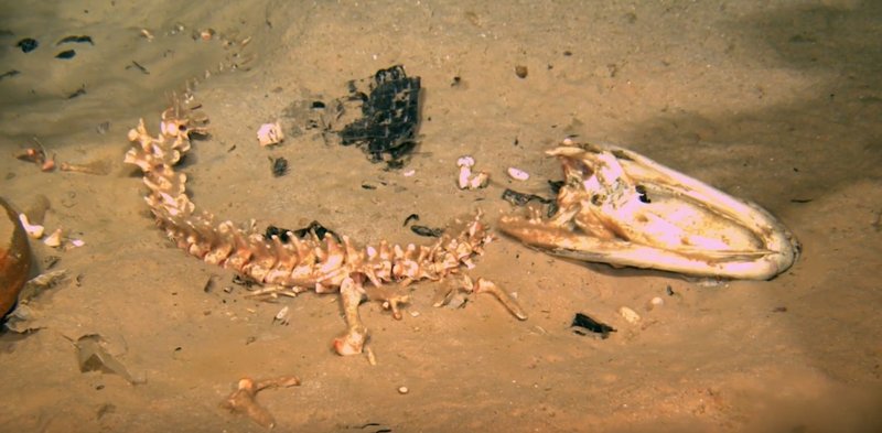 Predators And Environmental Threats To Bone-Eating Worm Populations