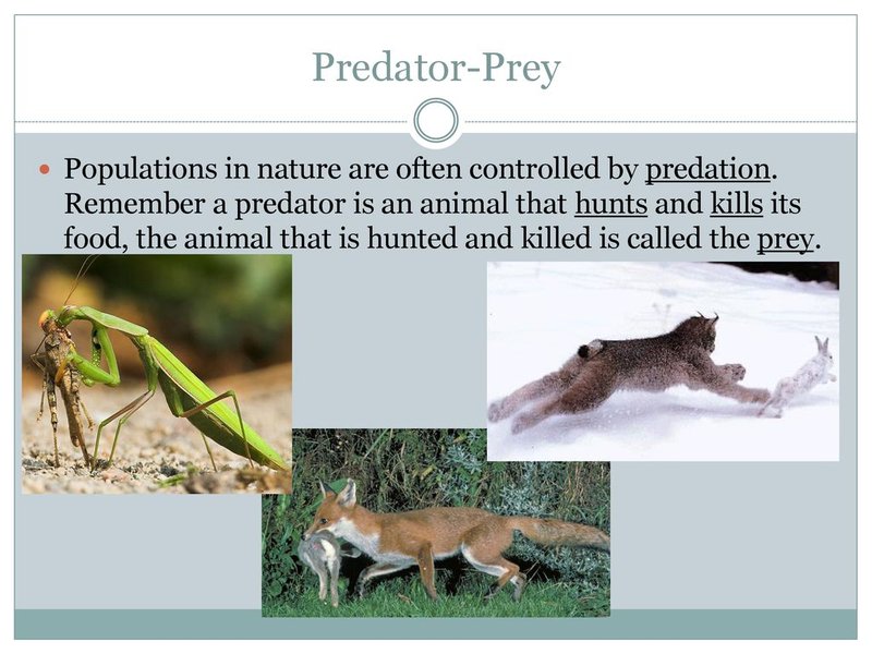 Predators And Environmental Threats To Enchytraeid Populations