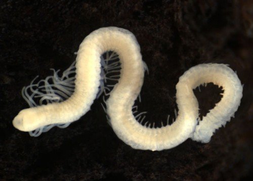 Predators And Environmental Threats To Freshwater Oligochaete Populations