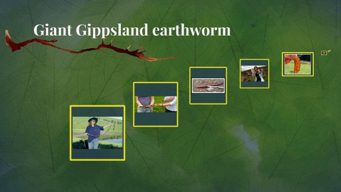 Predators And Environmental Threats To Giant Gippsland Earthworm Populations