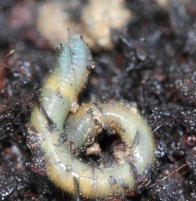 Predators And Environmental Threats To Grindal Worm Populations