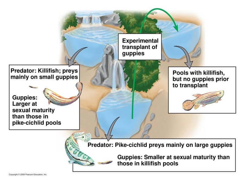 Predators And Environmental Threats To Guppy Tapeworm Populations