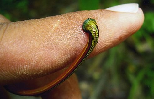 Predators And Environmental Threats To Leech Populations