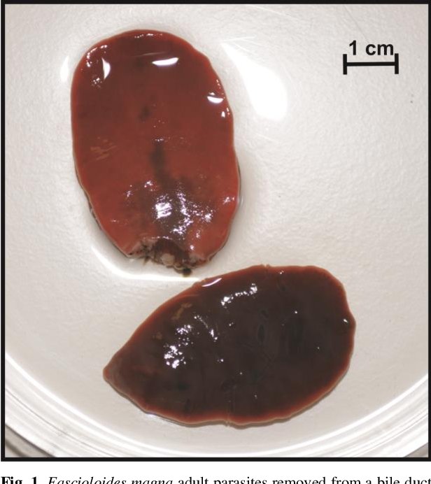 Predators And Environmental Threats To Liver Fluke Populations