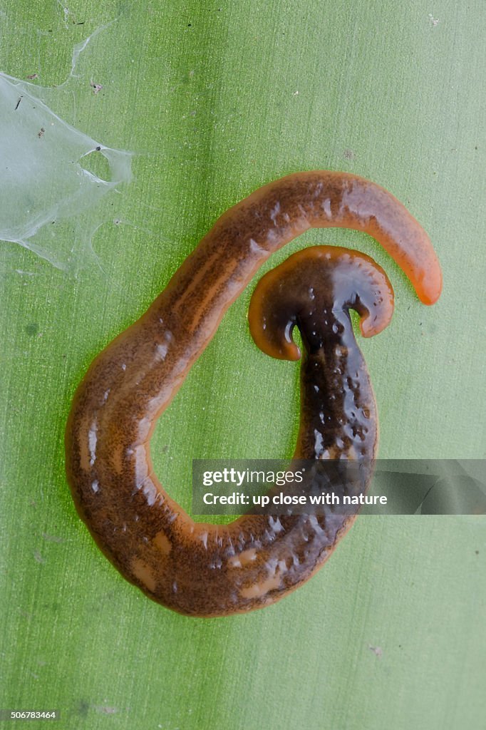Predators And Environmental Threats To Malayan Hammerhead Worm Populations