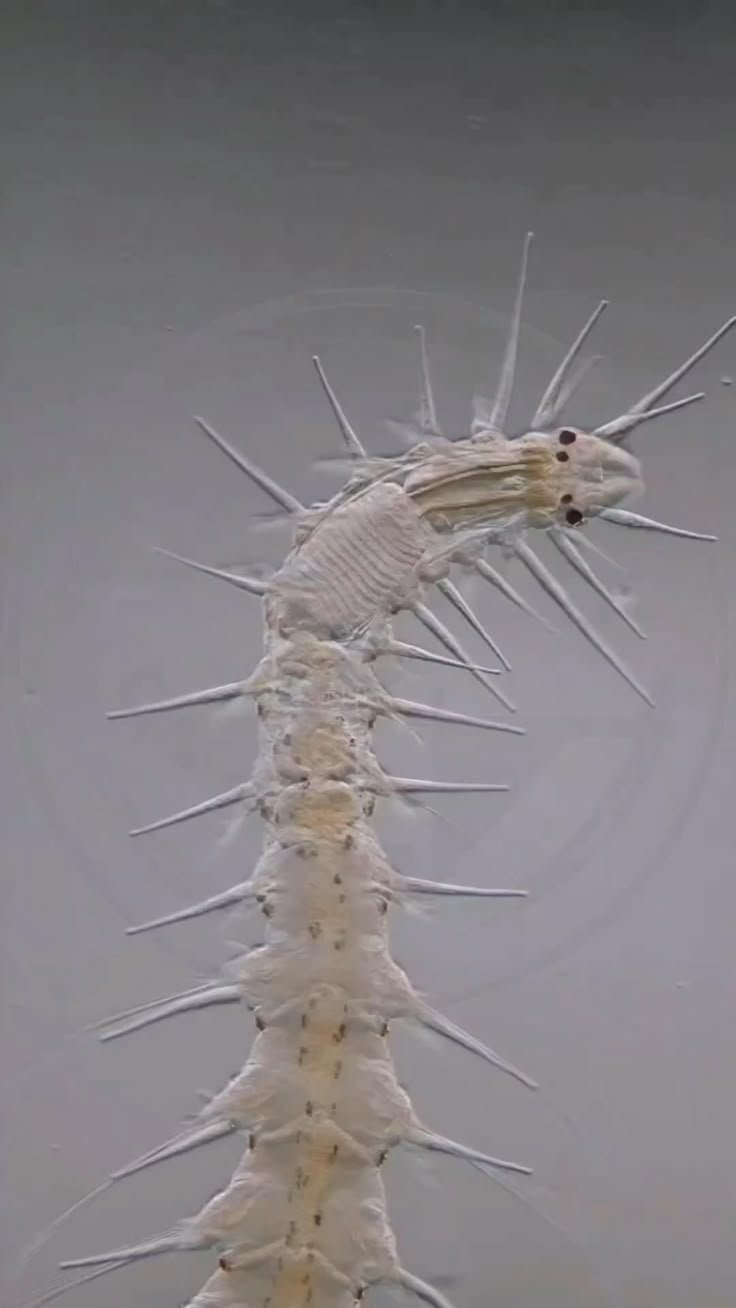 Predators And Environmental Threats To Marine Polychaete Populations