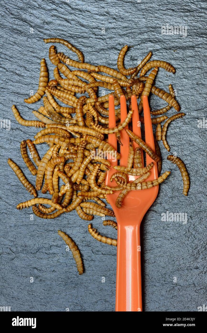Predators And Environmental Threats To Mealworm Populations