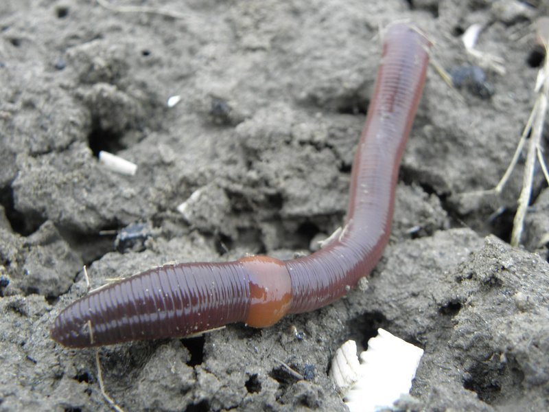 Predators And Environmental Threats To Mudworm Populations