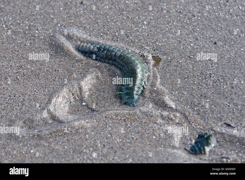 Predators And Environmental Threats To Nereis Virens Populations