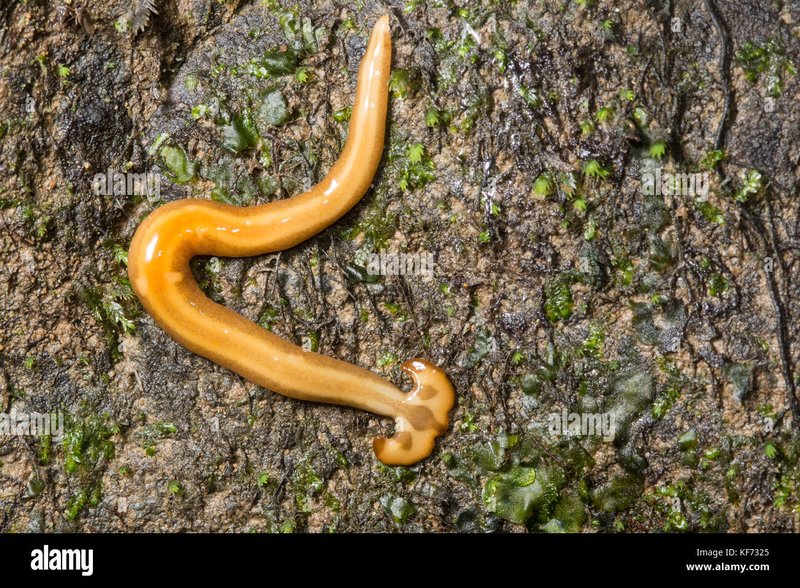 Predators And Environmental Threats To Planaria Populations