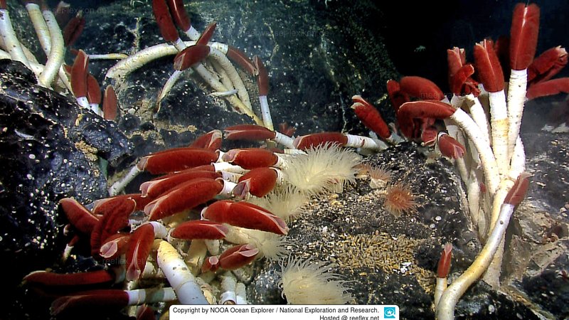 Predators And Environmental Threats To Riftia Pachyptila Populations
