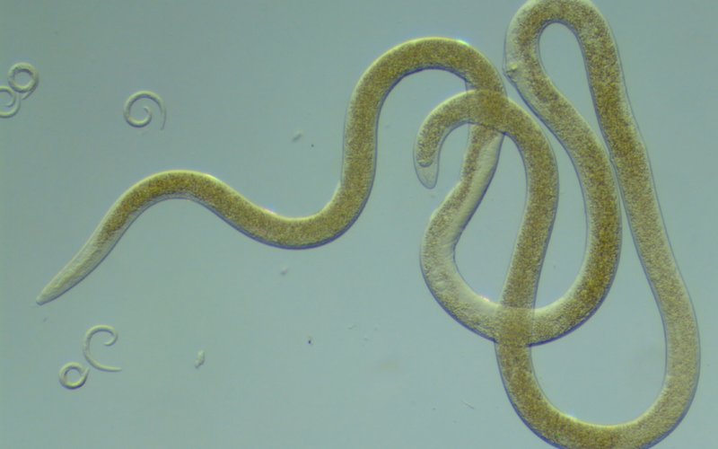 Predators And Environmental Threats To Roundworm Populations