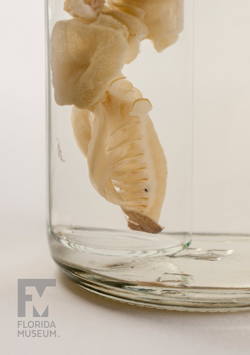 Predators And Environmental Threats To Segmented Worm Populations