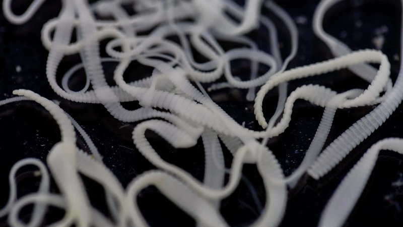 Predators And Environmental Threats To Tapeworm Populations