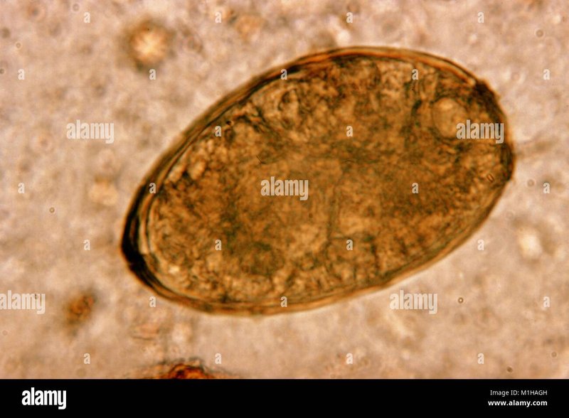 Predators And Environmental Threats To Trematode Populations