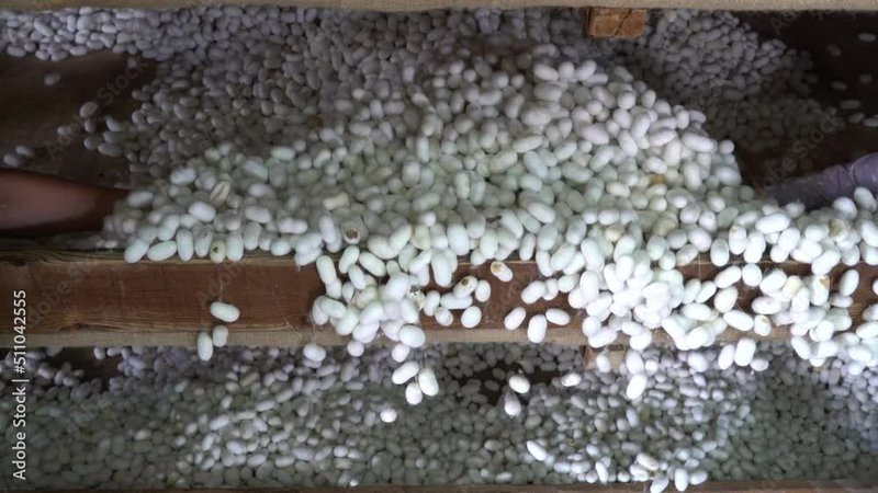 Preparing Silkworms For Commercial Cocoon Production
