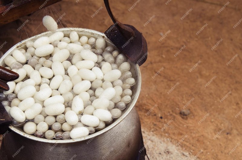 Preparing Silkworms For Commercial Cocoon Production