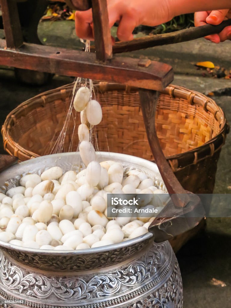 Preparing Silkworms For Commercial Cocoon Production