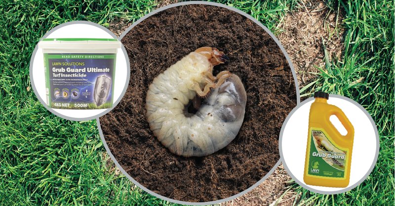 Preventing Grub Worm Infestations With Lawn Aeration