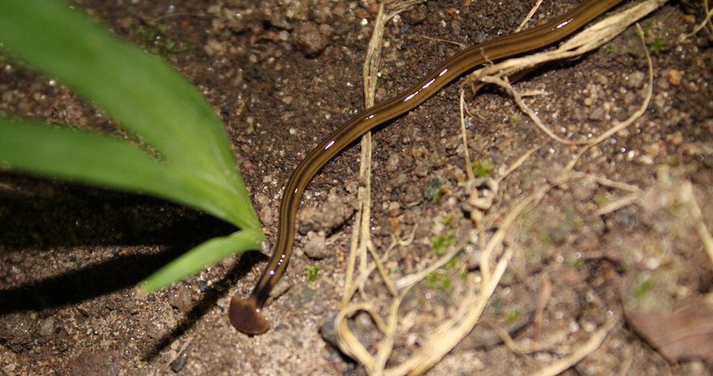 Preventing Hammerhead Worm Spread In Raised Beds