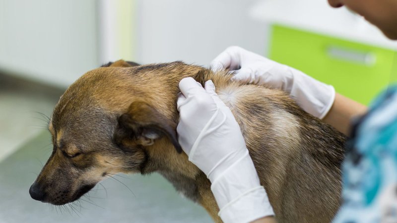 Preventing Wolf Worm Infestations In Outdoor Kennels