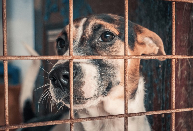 Preventing Wolf Worm Infestations In Outdoor Kennels