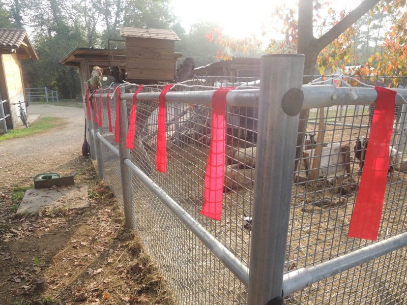 Preventing Wolf Worm Infestations In Outdoor Kennels