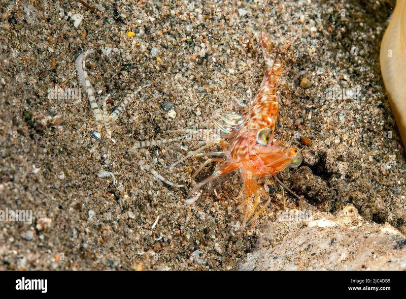 Prey Selection Of Bobbit Worms: Fish Vs. Crustaceans