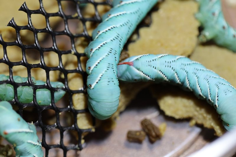 Raising Hornworms As Feeder Insects: Care And Feeding