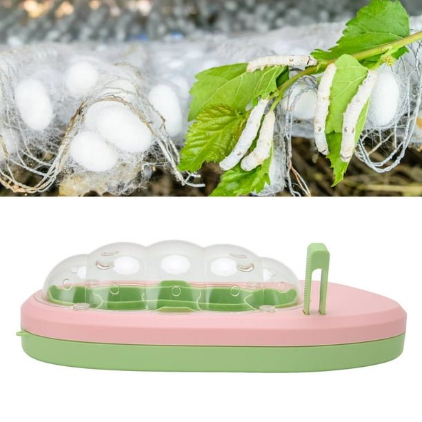 Rearing Silkworms In Classroom Settings