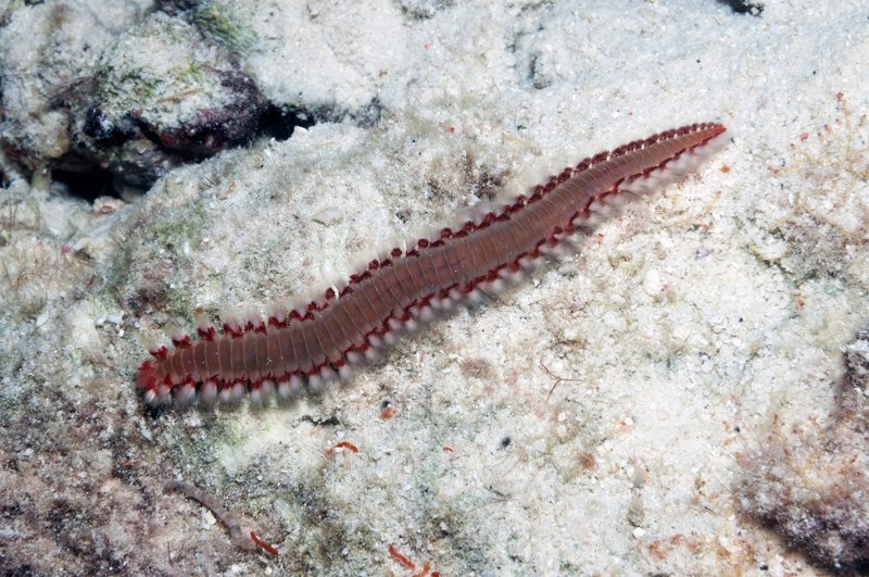 Recommended Gloves And Gear For Handling Bristle Worms