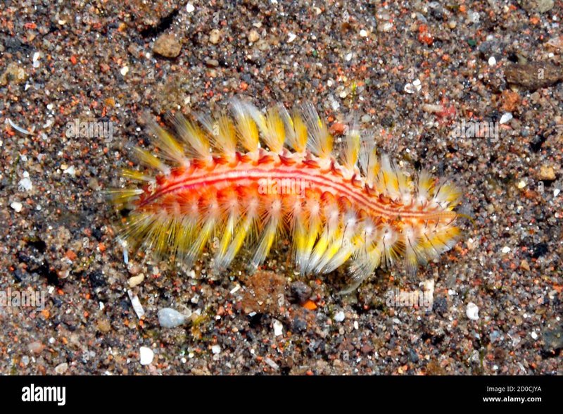 Red Tufts On Bristle Worms: What They Signify