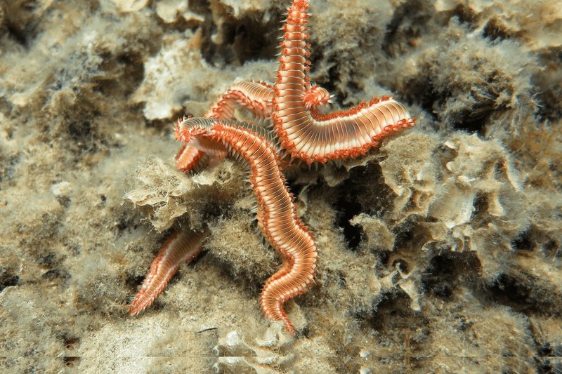 Red Tufts On Bristle Worms: What They Signify