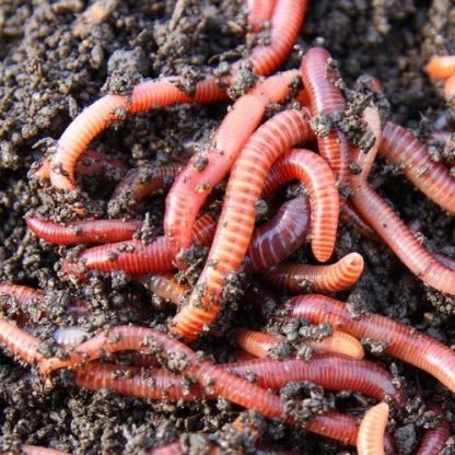 Red Wiggler And Its Role In Soil Or Aquatic Ecosystems