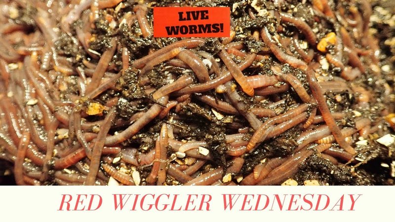 Red Wiggler Reproduction: Mating, Eggs, And Larvae Facts