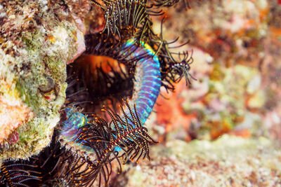 Removing A Bobbit Worm Without Damaging Coral