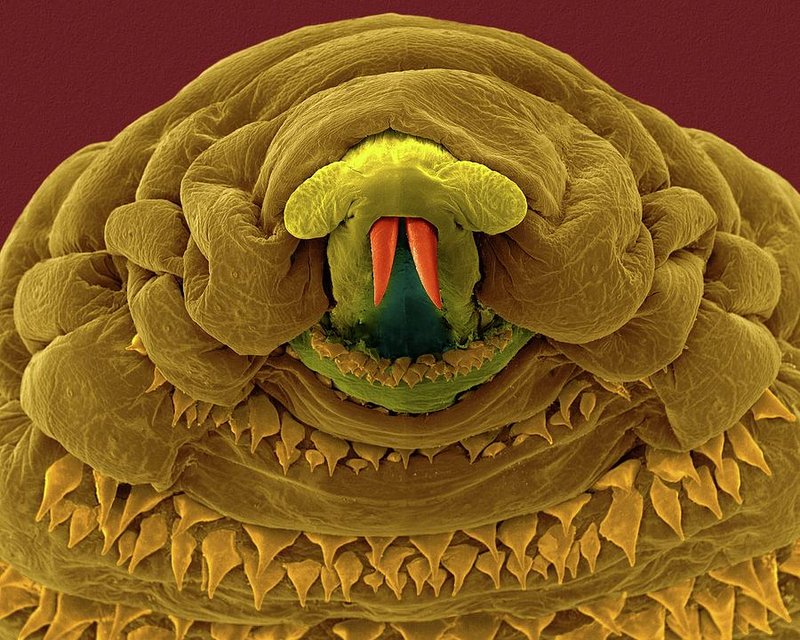 Research Studies On Botfly Larvae And Ecosystem Roles