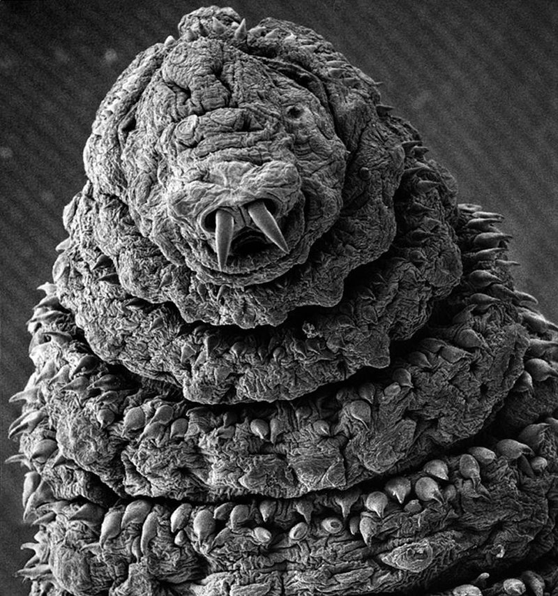 Research Studies On Botfly Larvae And Ecosystem Roles