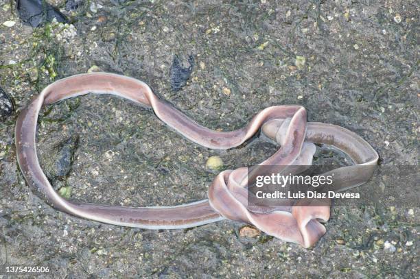 Ribbon Worm Behavior During Low Tide