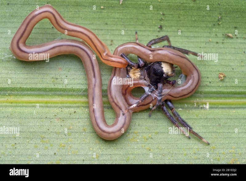 Ribbon Worm Diets: What Do They Feed On?