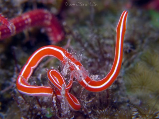 Ribbon Worm Diets: What Do They Feed On?