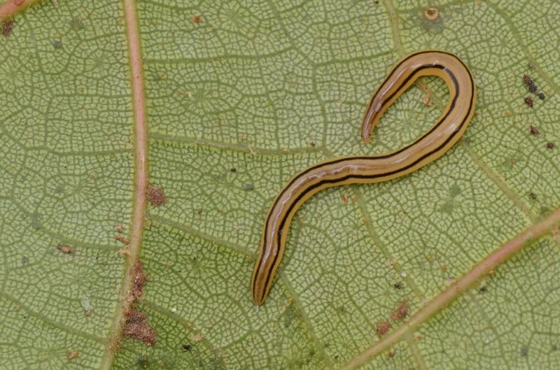 Ribbon Worm Mucus Trails: How They Help Locomotion