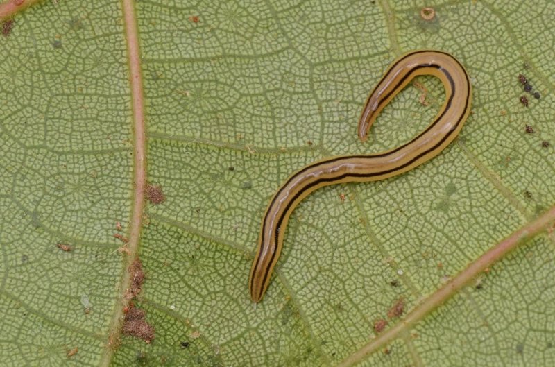 Ribbon Worm Mucus Trails: How They Help Locomotion