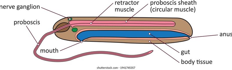 Ribbon Worm Proboscis Anatomy Explained