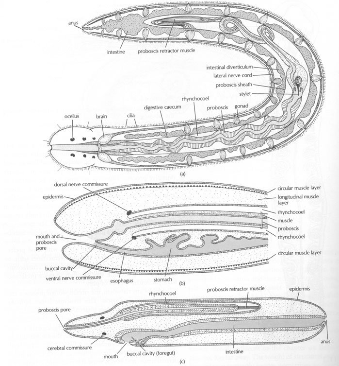 Ribbon Worm Proboscis Anatomy Explained